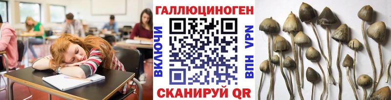 как найти   Таруса  Псилоцибиновые грибы GOLDEN TEACHER 
